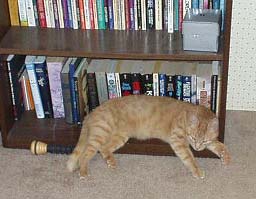 Spot in the bookcase