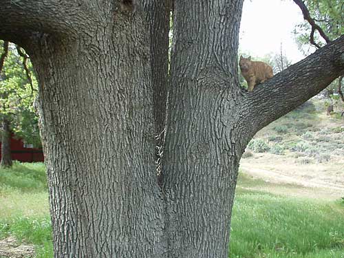 Spot in the big oak tree