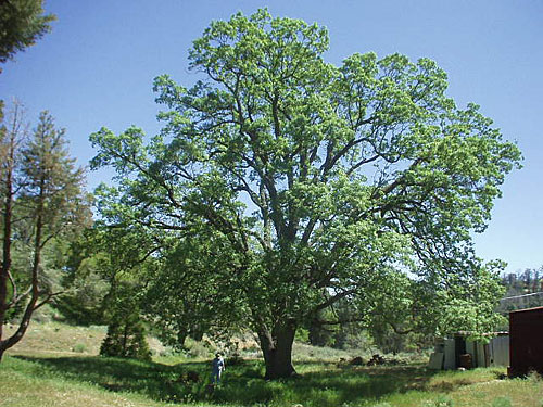 Oak