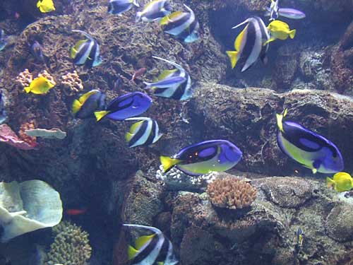 fish in the Aquarium of the Pacific