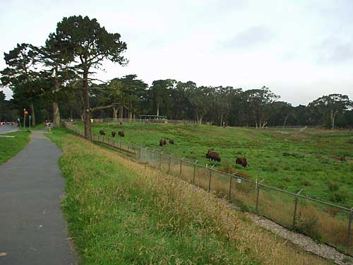 Bison Paddock in Golden Gate Park