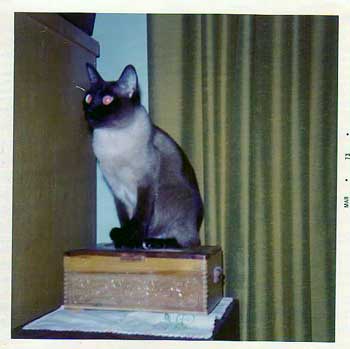 Kitty, a seal-point Siamese cat, sits regally on a carved wooden box.