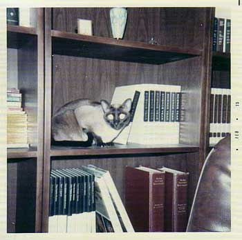 Kitty, a seal-point Siamese cat, sits on a bookshelf, looking decorative