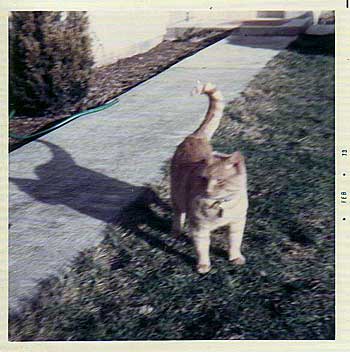 A husky orange tabby cat stand in the grass next to a sidewalk.