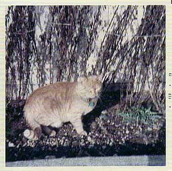 OJ, an orange tabby cat, sits outside next to the house.