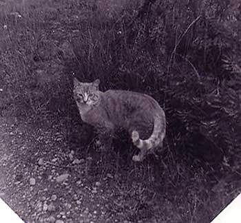 Diagonal black and white photo of Whiskers, an orange tabby, outdoors in some brush.