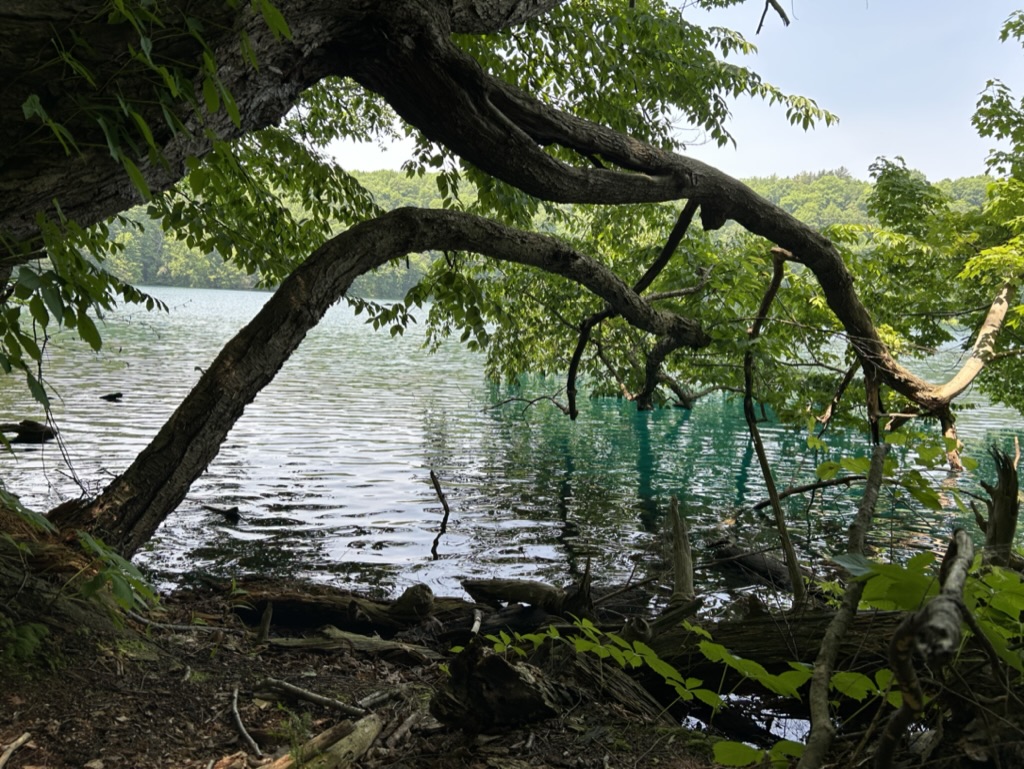 Tree branches bend over a lake, framing a view of serene blue water.