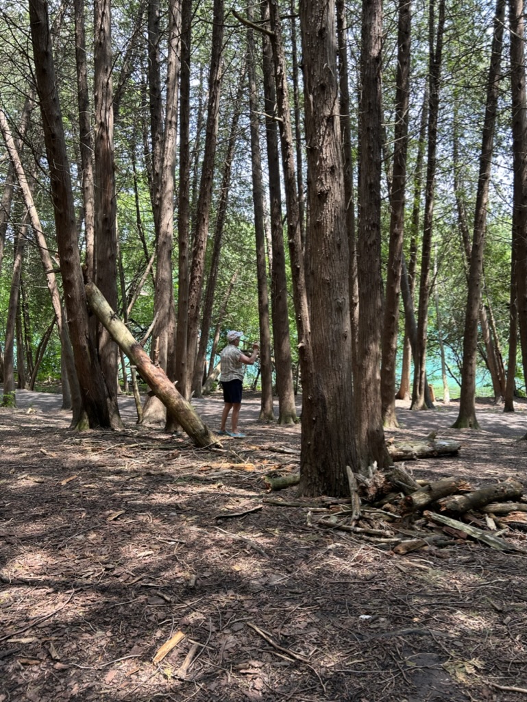 Dappled sunlight touches the bare dirt ground through clusters of tall trees