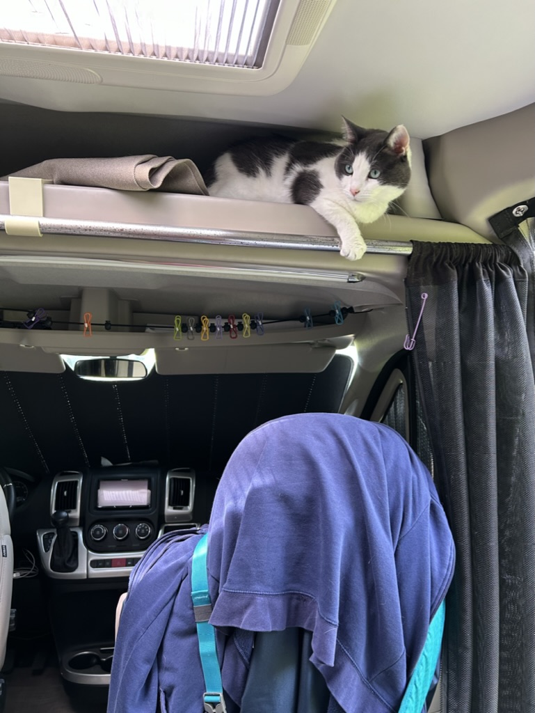 Davey the cat hanging out in the storage area above the cab in the van.