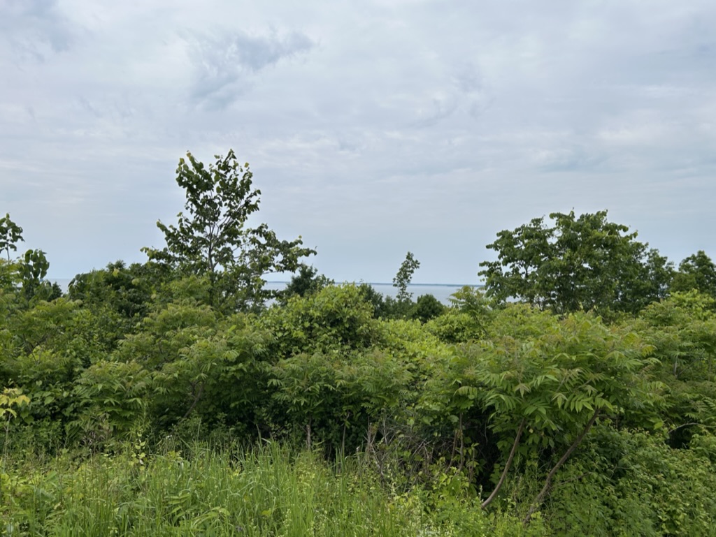 View from the Westcott Overlook, showing a sliver of Lake Ontario beyond a thicket of green brush