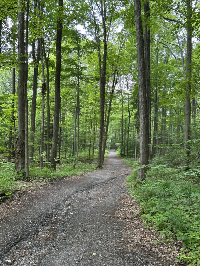 Trail through the trees