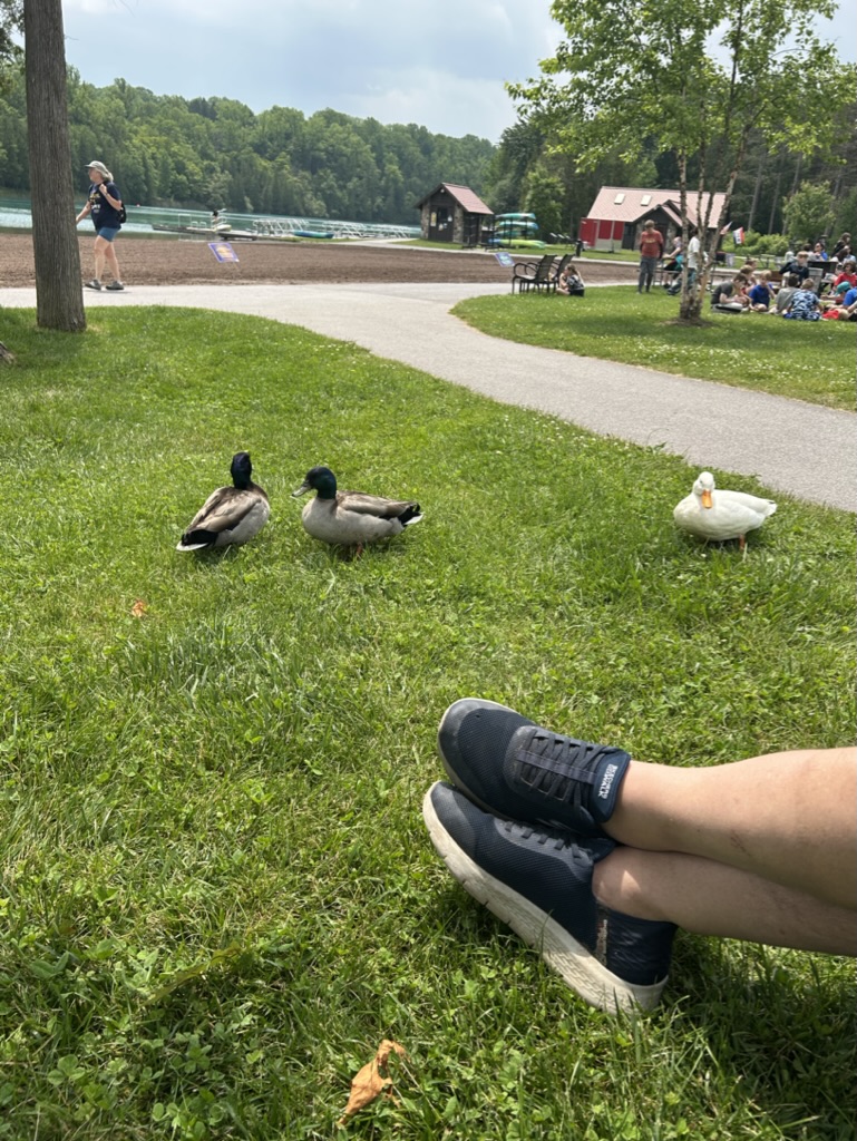 Three ducks, two mallards and one white, in the grass above the beach.