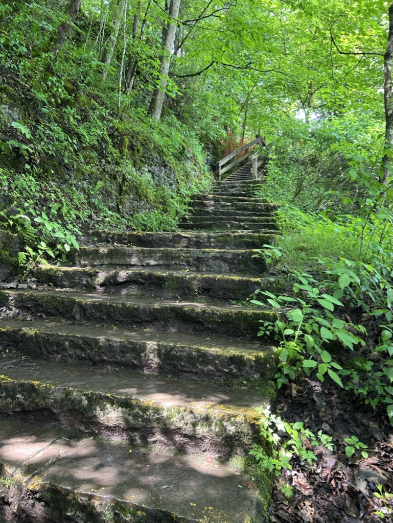 Stone steps leading down through a grassy wooded hillside