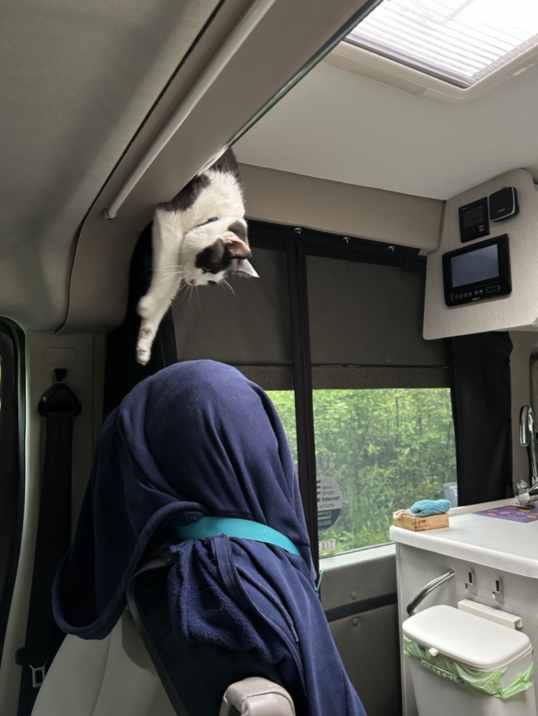 Davey the cat reaching down from the overcab storage area of the van to the passenger seat
