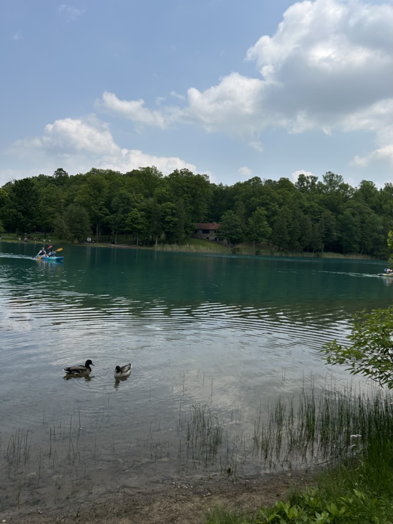 Ducks swimming on Green Lake