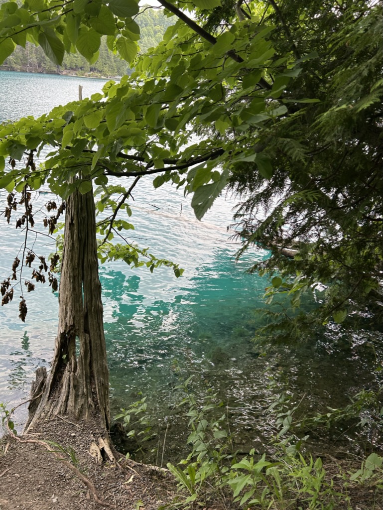 Deep blue water at the edge of a lake with trees on either side