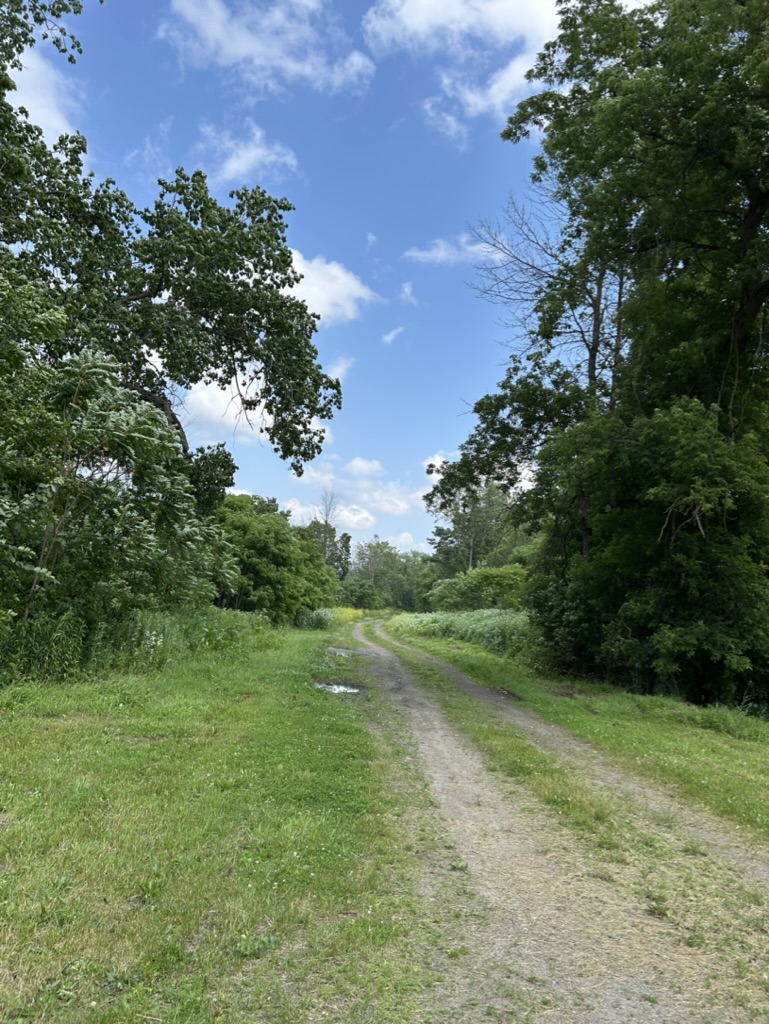 A long dirt road leading through the trees