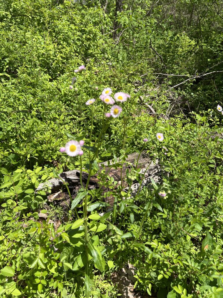 Some tiny pink flowers in the grass