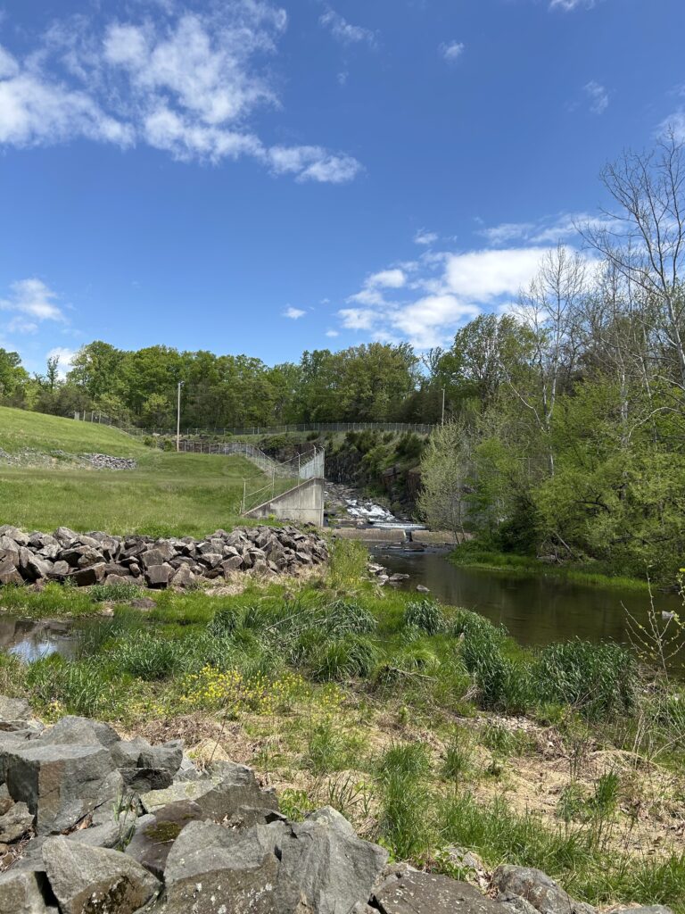 A small dam at the foot of a creek, in a grassy hillside with a low rock fence meandering through