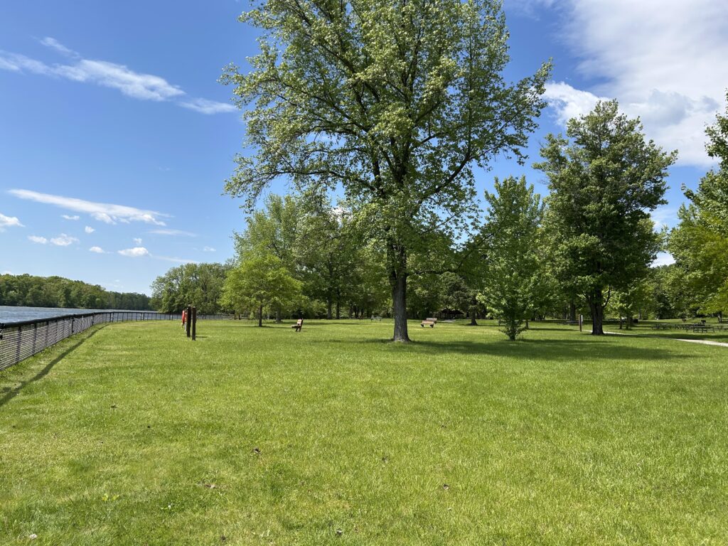A wide expanse of green grass with a large tree in the center and other trees in the background